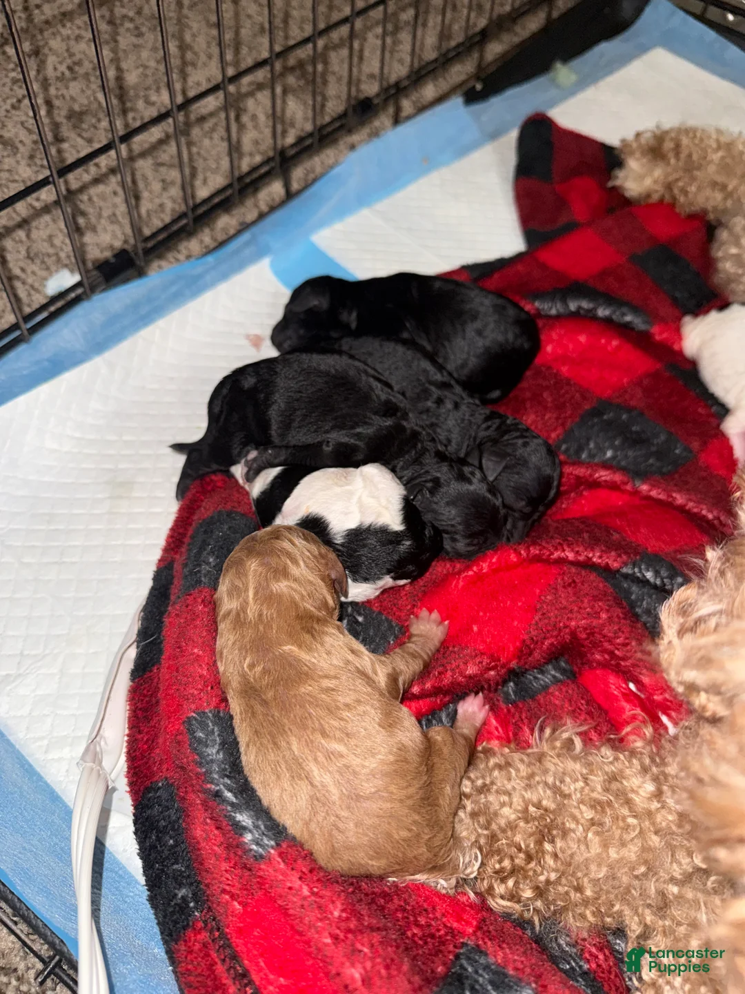 Cavapoo dogs for sale: Cavapoo Puppy 4 - Ad 1