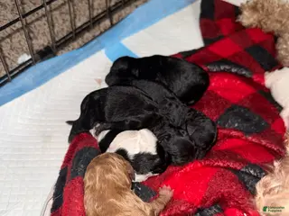 Cavapoo dogs Cavapoo Puppy 4 - Ad 9