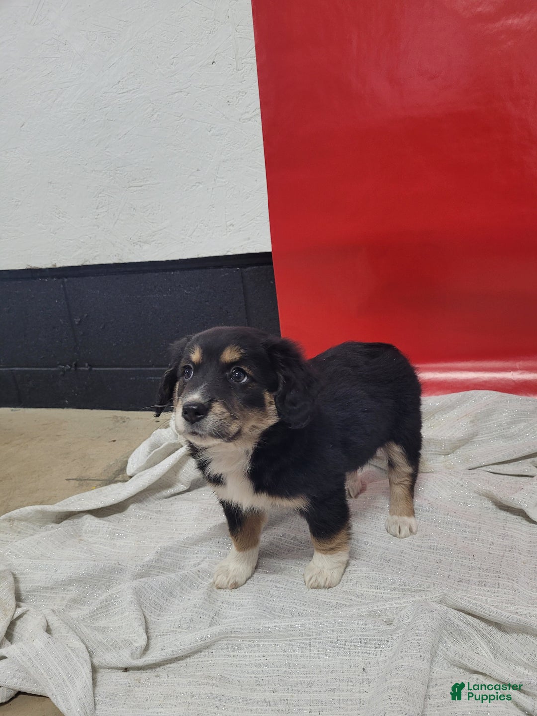 Mixed Breed dogs for sale: Mixed Breed Puppy 1cheyenne - Ad 2