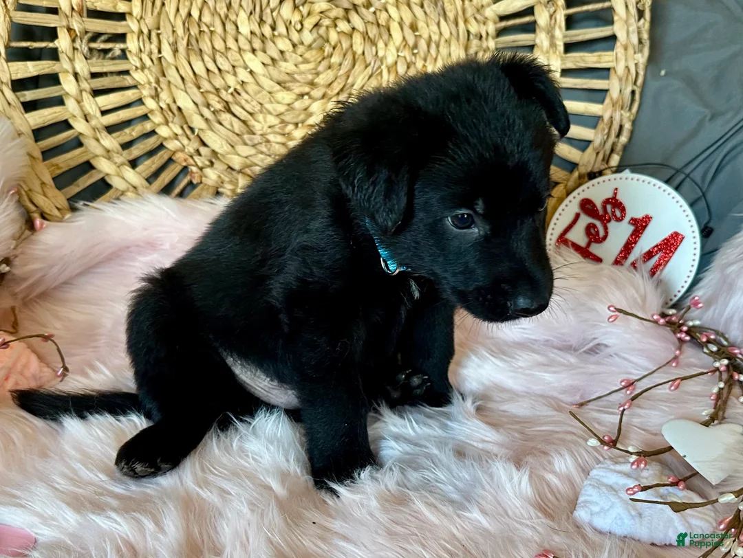 German Shepherd dogs for sale: Clover - Ad 2