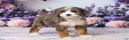 Bernedoodle dogs for sale: Lillie - Ad 3