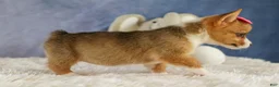 Welsh Corgi Pembroke dogs for sale: Yara ❤️ - Ad 8