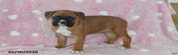 Boxer dogs for sale: Lacey - Ad 1