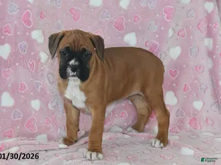 Boxer dogs Lacey - Ad 32