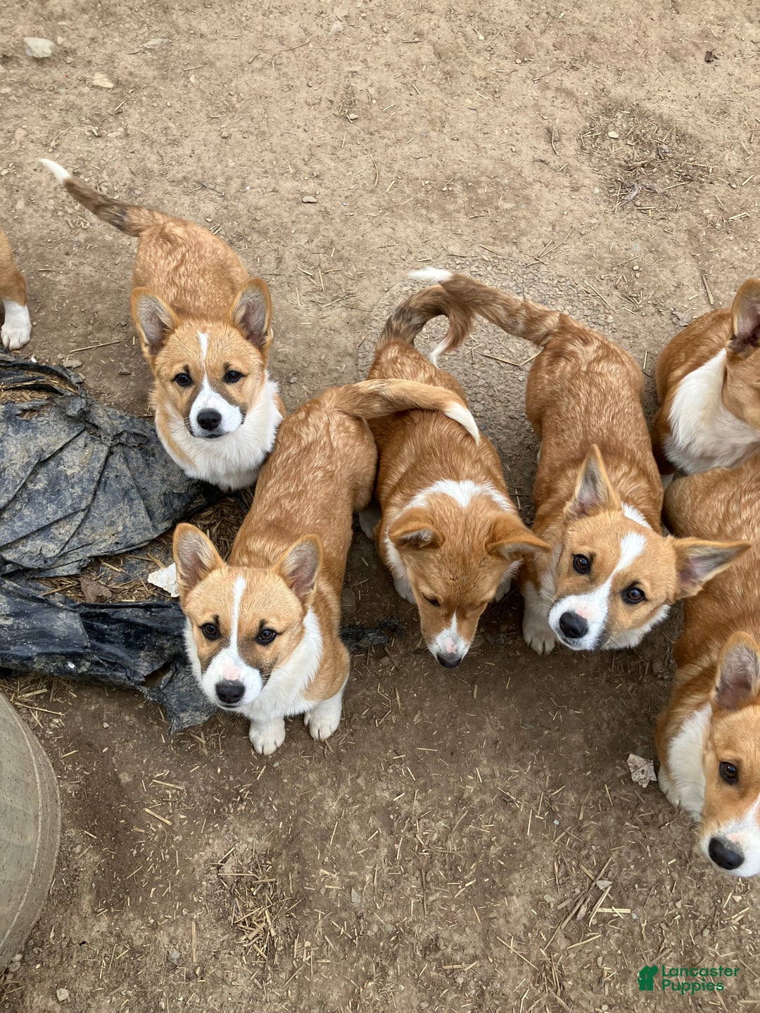 Welsh Corgi Pembroke dogs for sale: Welsh Corgi Pembroke Puppy 1 - Ad 1