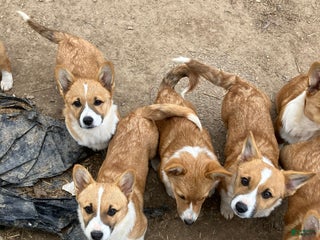 Welsh Corgi Pembroke dogs Welsh Corgi Pembroke Puppy 1 - Ad 36