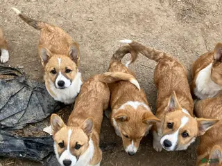 Welsh Corgi Pembroke dogs Welsh Corgi Pembroke Puppy 1 - Ad 42