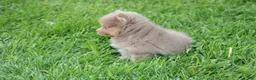Pomeranian dogs for sale: Princess  - Ad 11