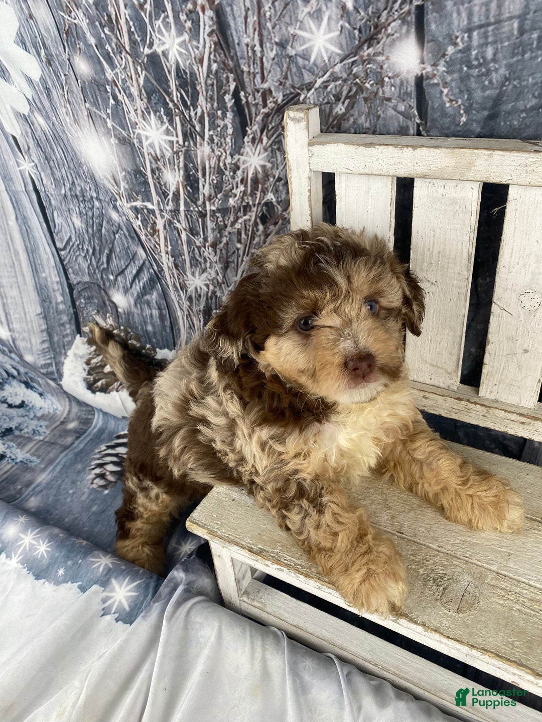 Mini Aussiedoodle dogs for sale: Indy - Ad 4