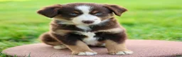 Miniature Australian Shepherd dogs for sale: Jewel - Ad 3