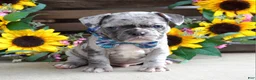 French Bulldog dogs for sale: Louie - Ad 6