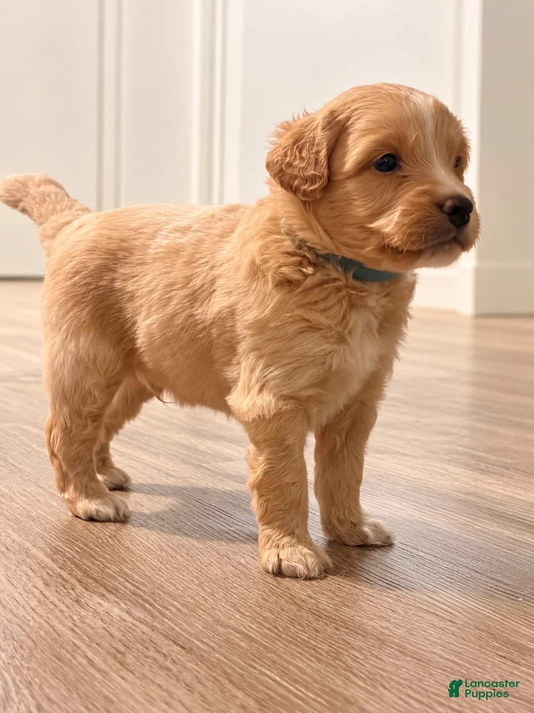 Mixed Breed dogs for sale: Blue  - Ad 2