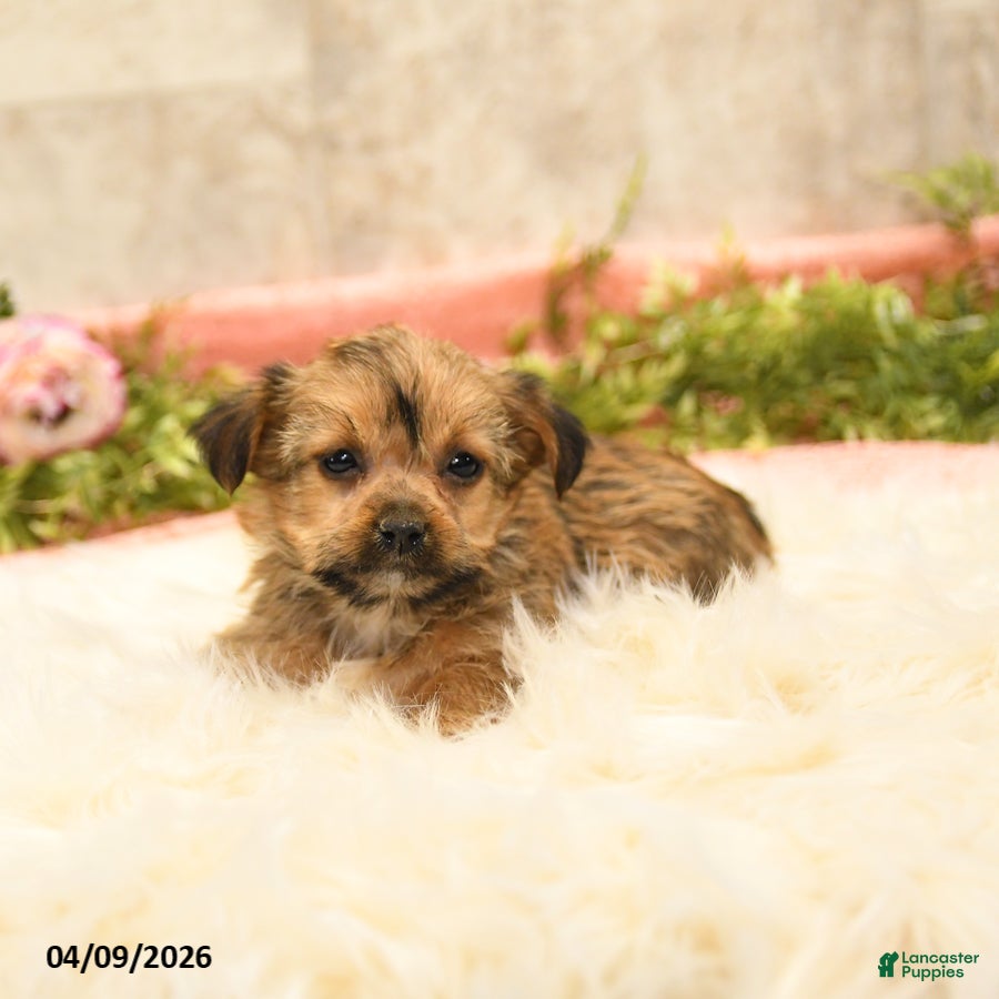 Shorkie dogs Shelly - Ad 2