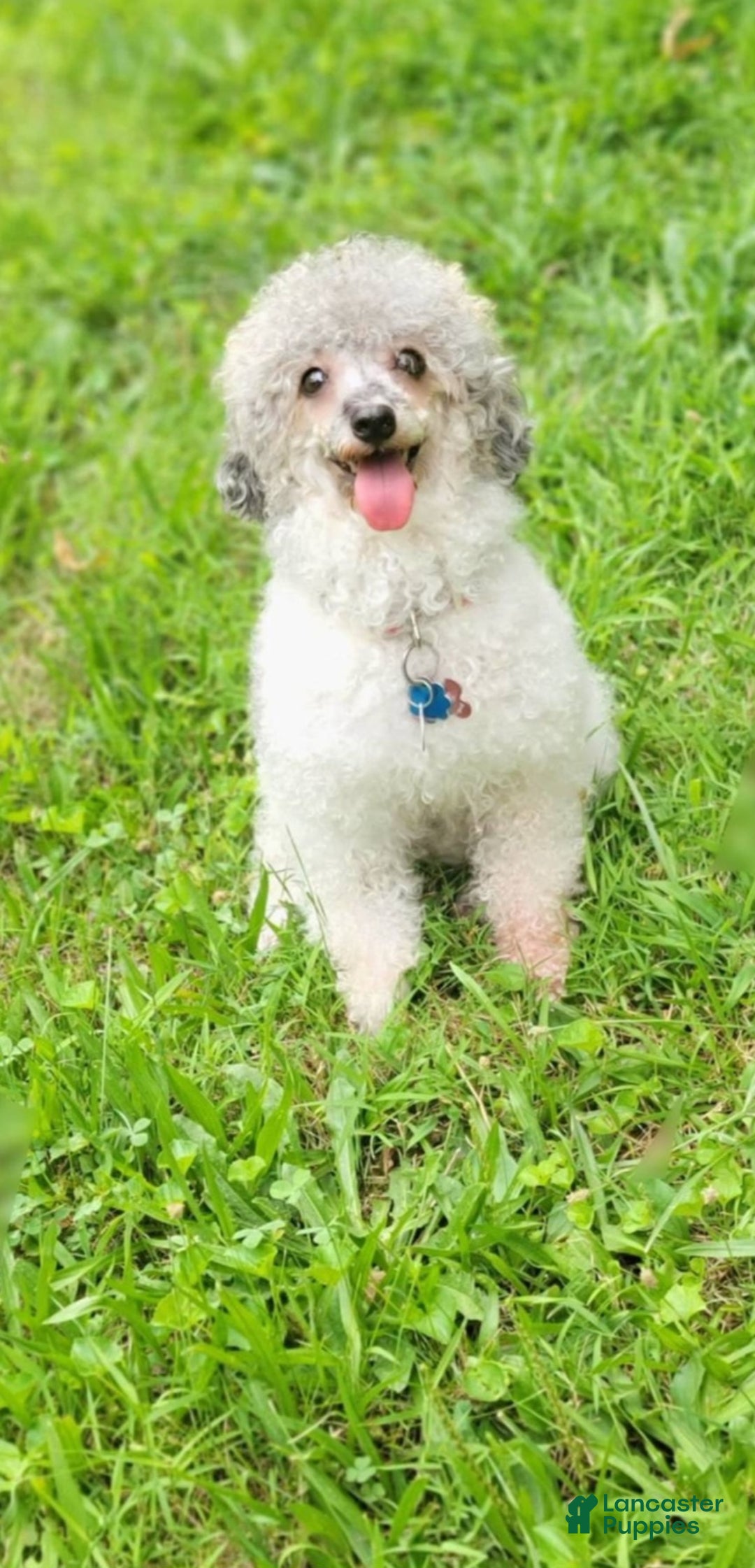 Toy Poodle dogs for sale: Trundle - Ad 6