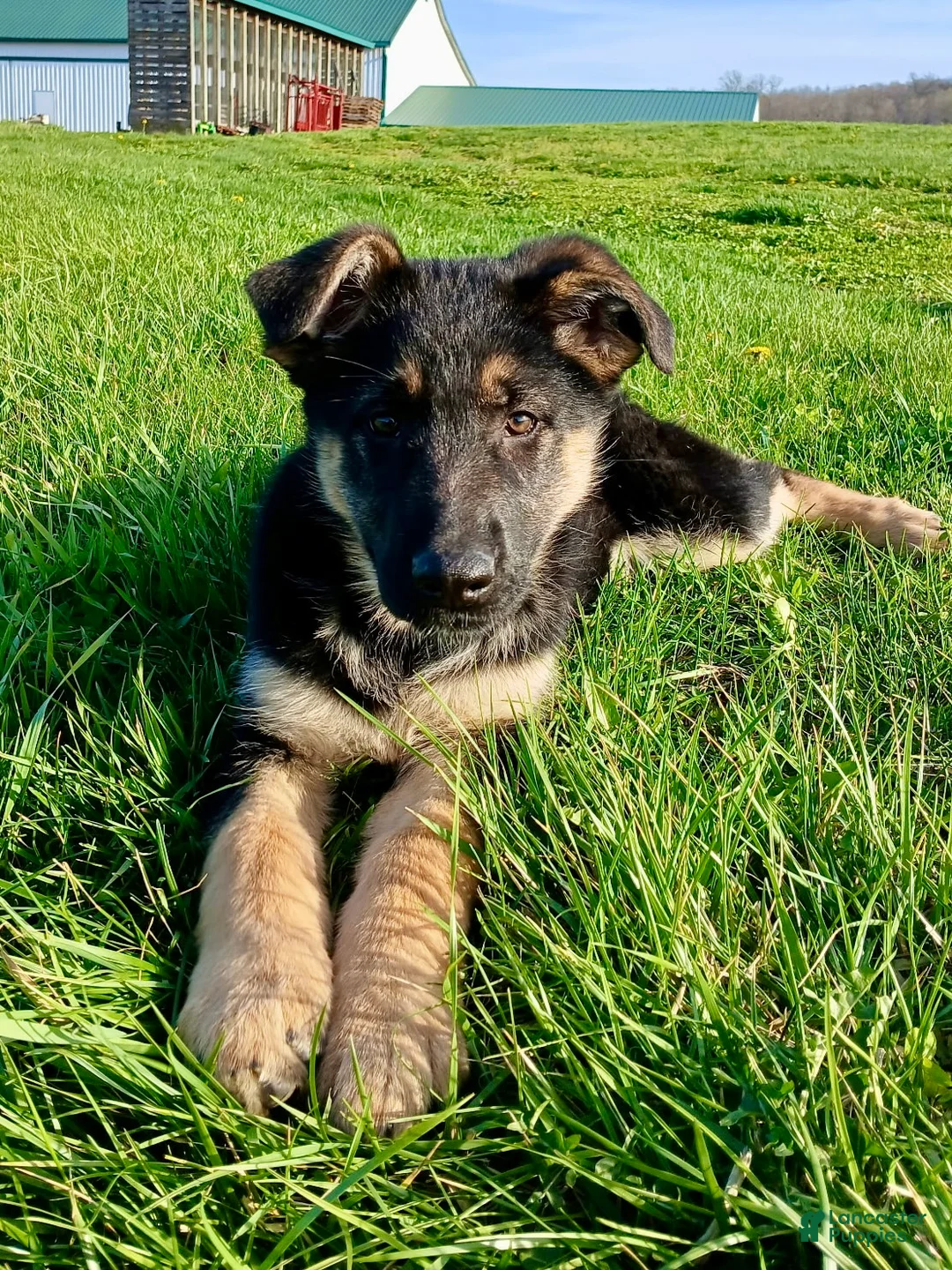 German Shepherd dogs for sale: Haven - Ad 1