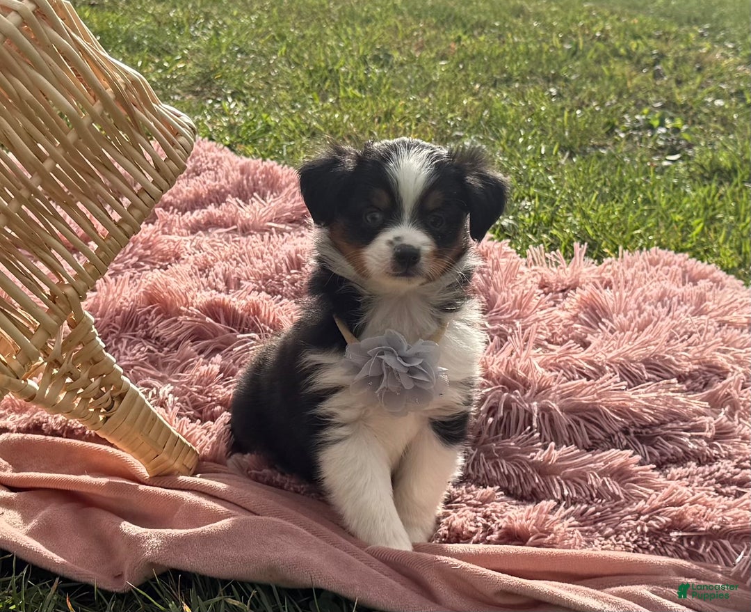 Miniature Australian Shepherd dogs for sale: Tango - Ad 17