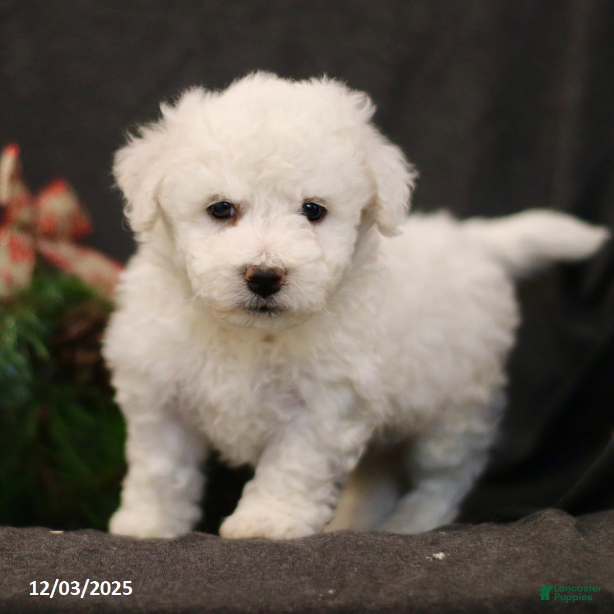Bichon Frise dogs Jolly - Ad 7
