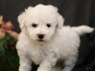 Bichon Frise dogs Jolly - Ad 33