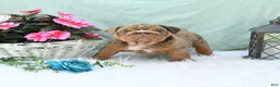 English Bulldog dogs for sale: Crinkles - Ad 3