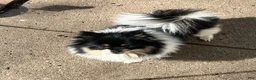 Pomeranian dogs for sale: Bear male Pomeranian  - Ad 7