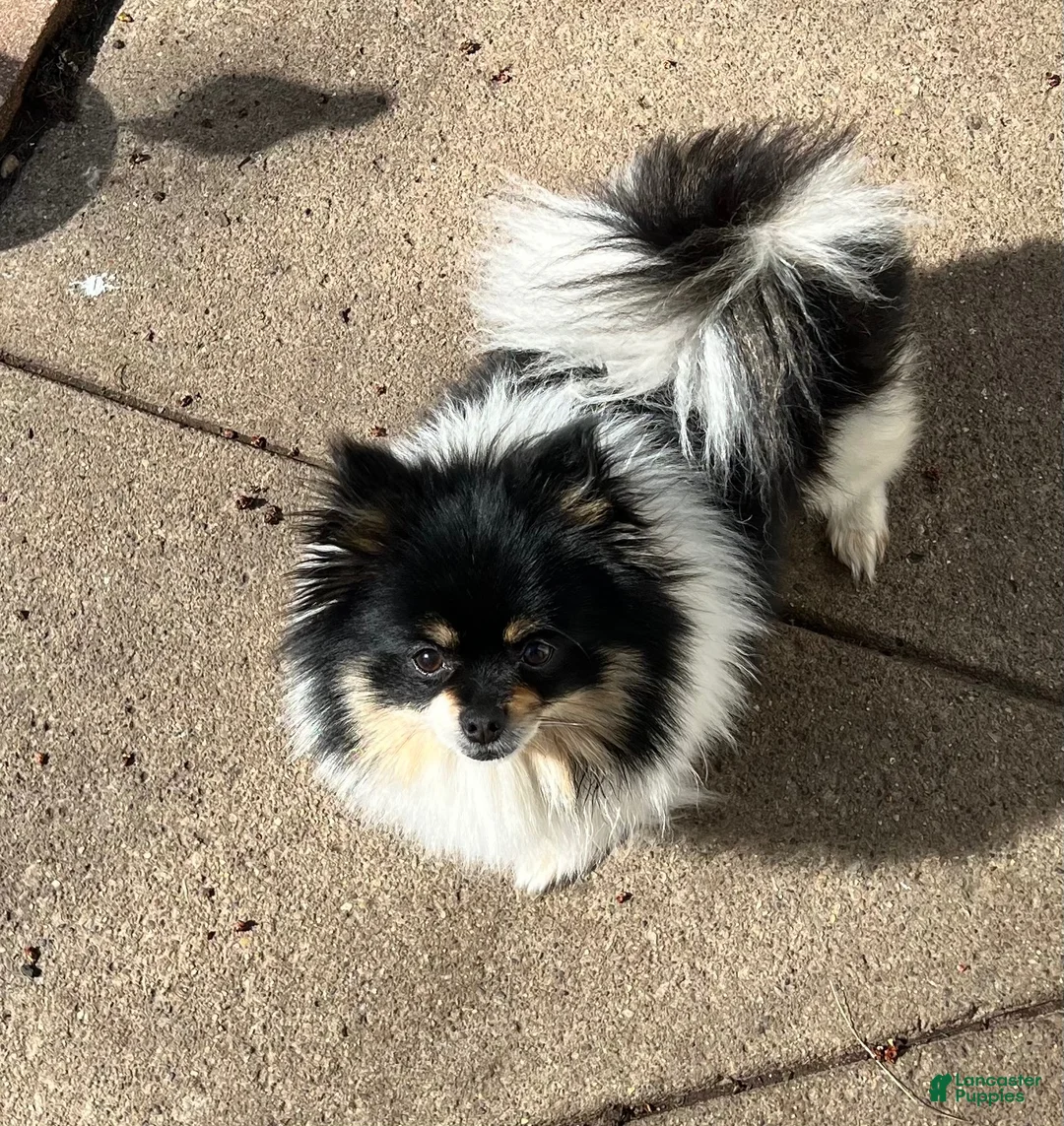 Pomeranian dogs for sale: Bear male Pomeranian  - Ad 7