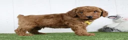 Miniature Poodle dogs for sale: Amigo - Ad 3