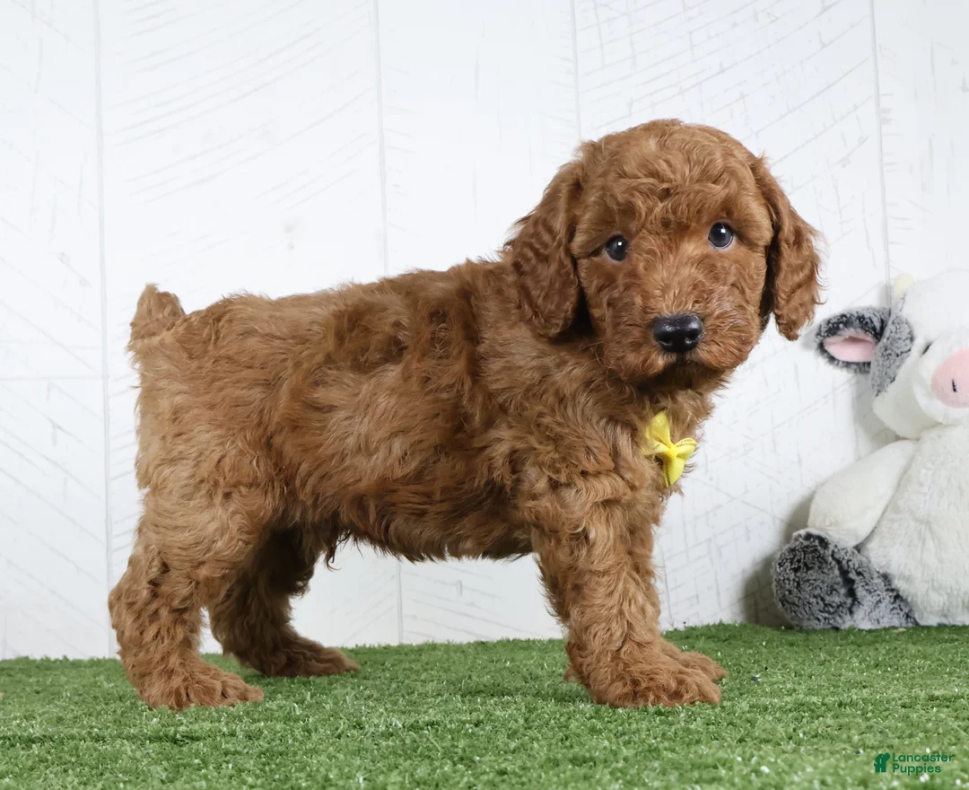Miniature Poodle dogs for sale: Amigo - Ad 3