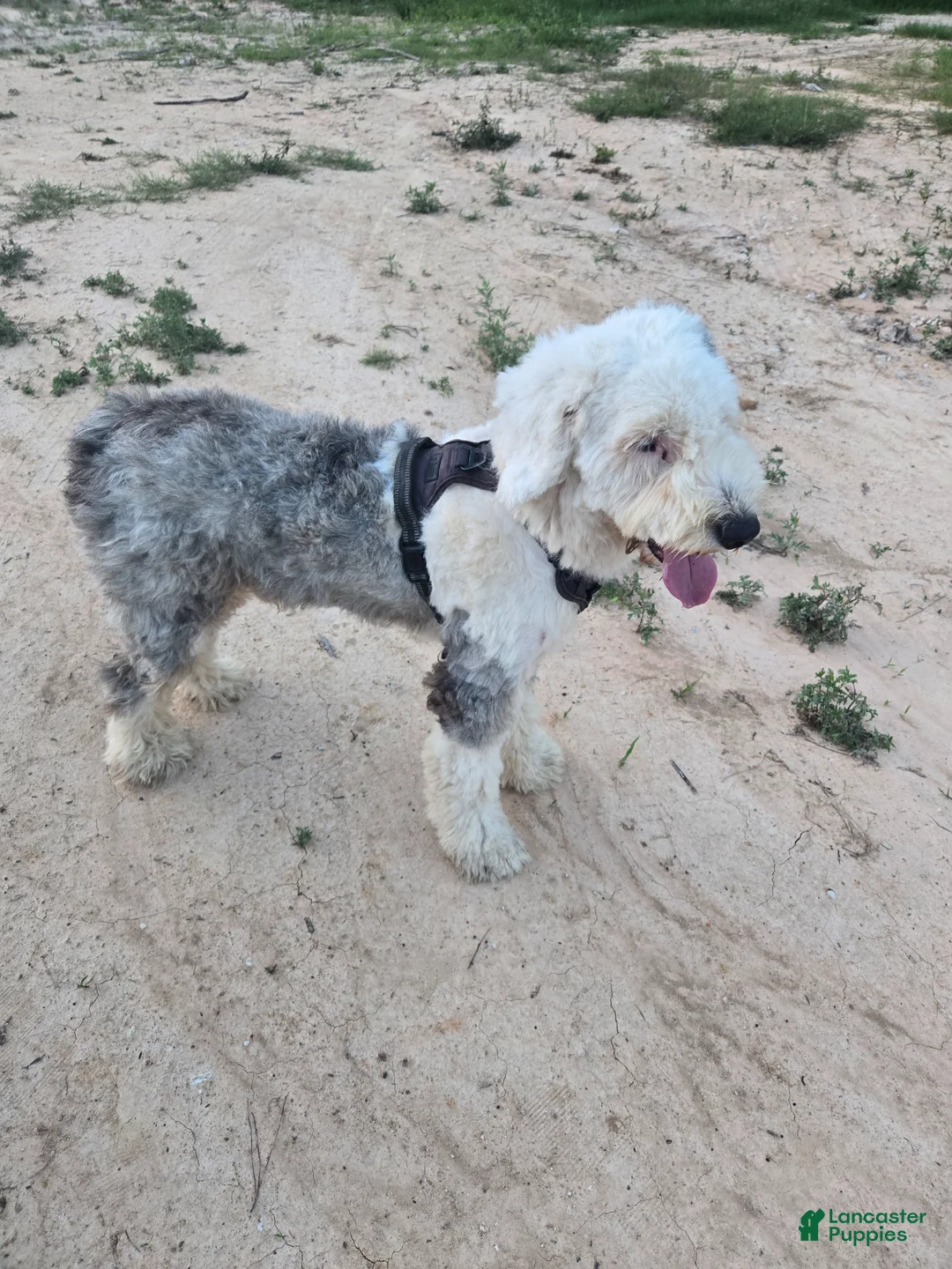 Old English Sheepdog dogs for sale: Old English Sheepdog Puppy 3 - Ad 4