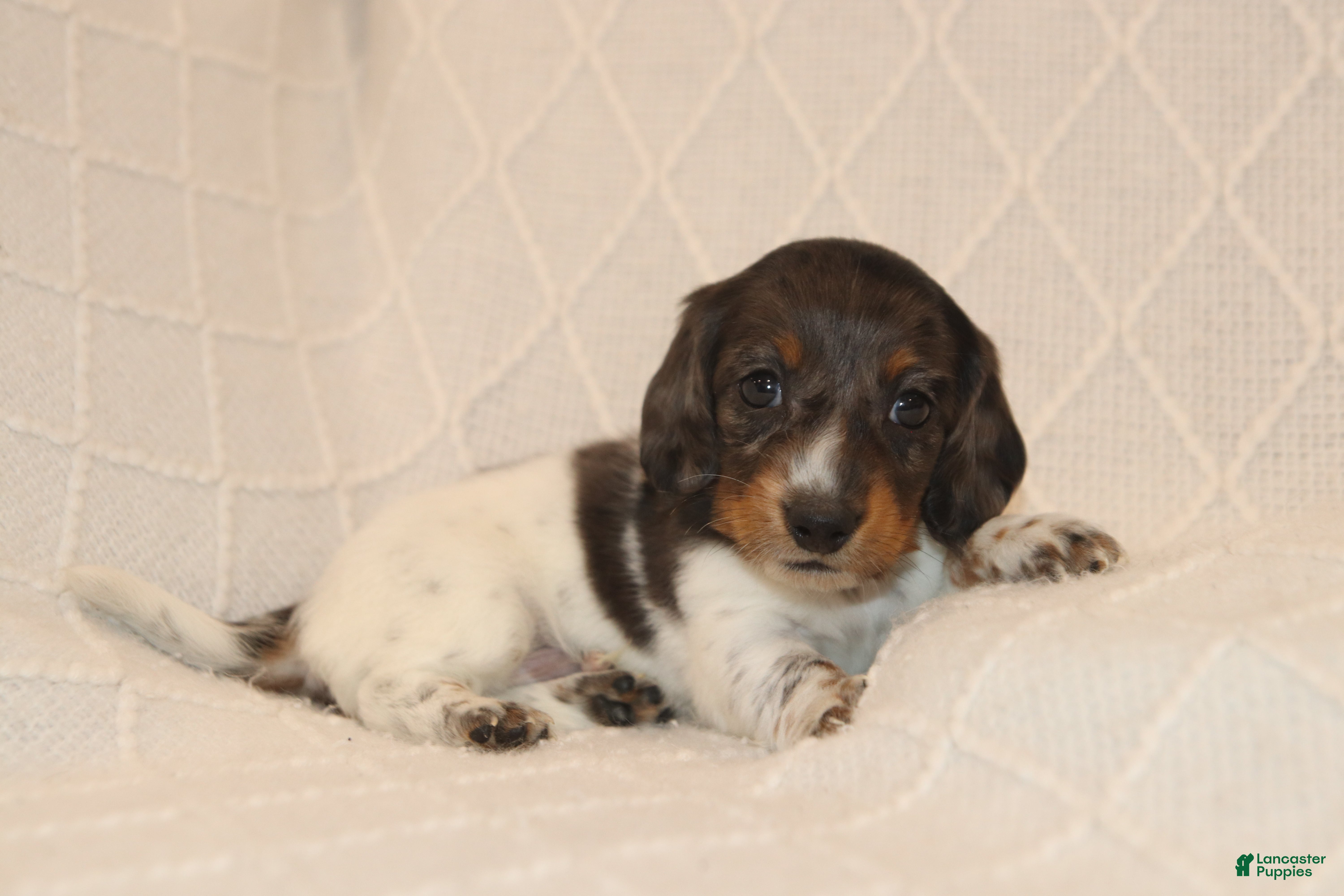 Miniature Dachshund dogs Milo - Ad 1