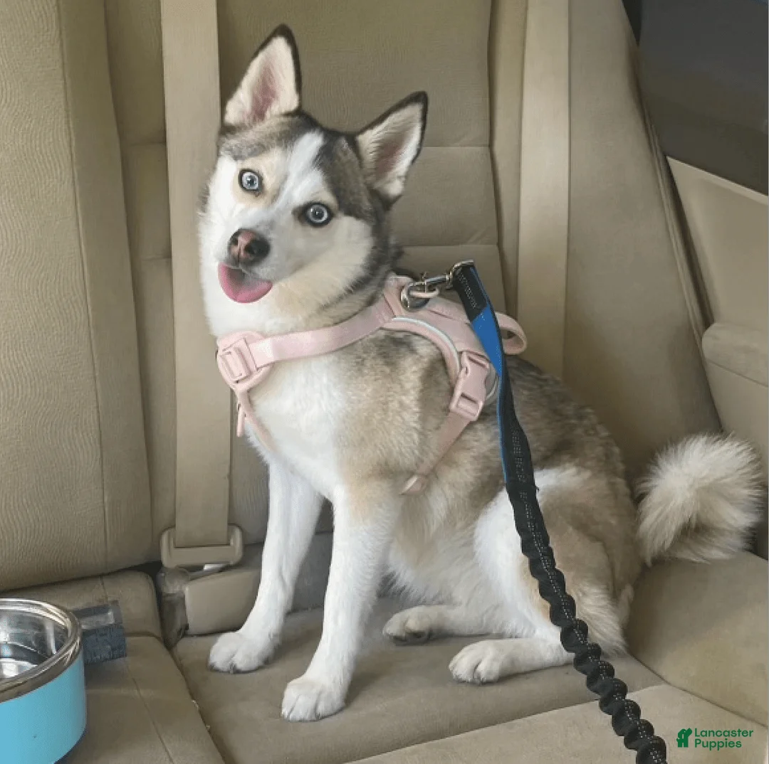 Gallery Image {{count}}