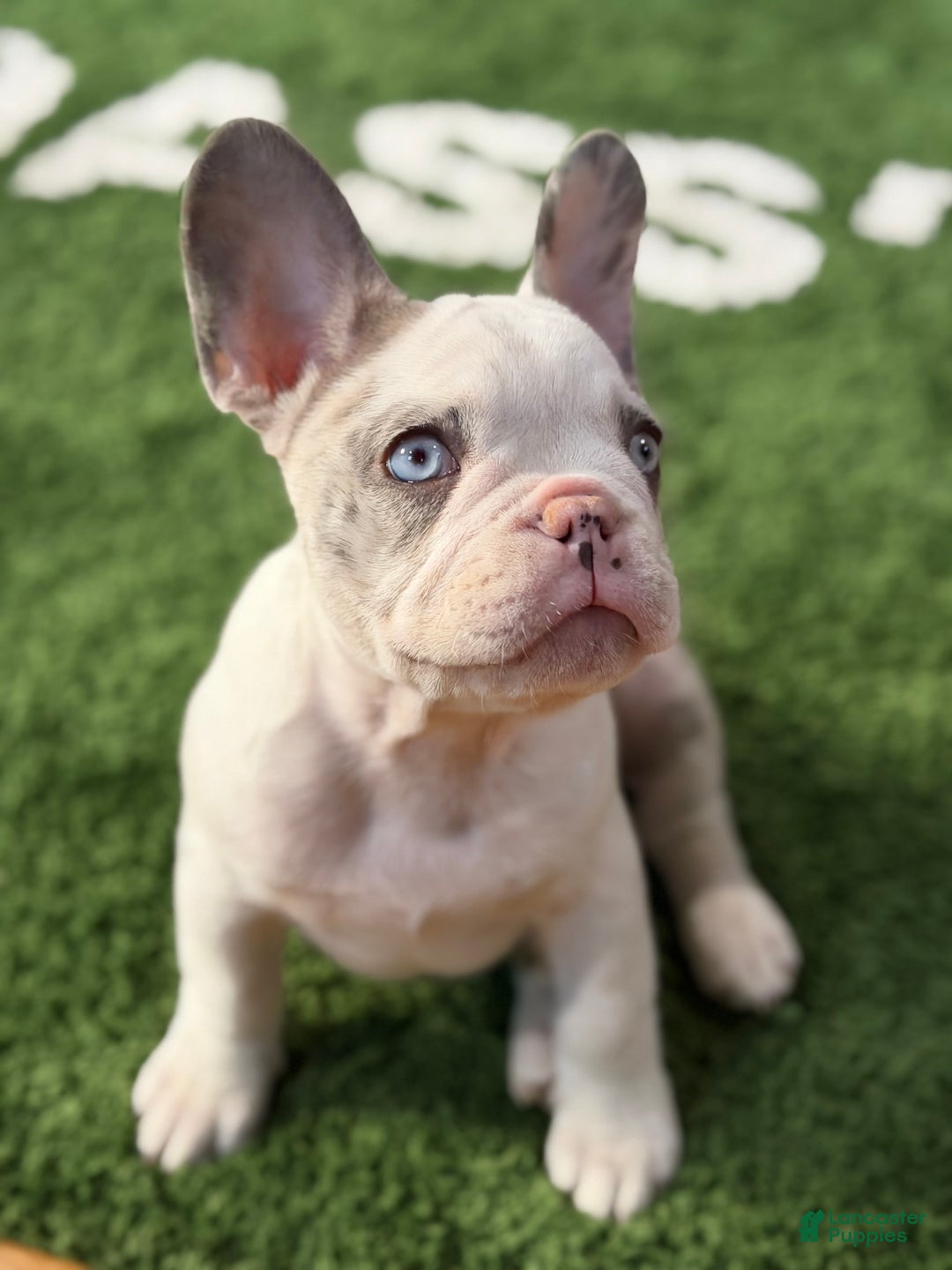 French Bulldog dogs for sale: French Bulldog Puppy 1 - Ad 2