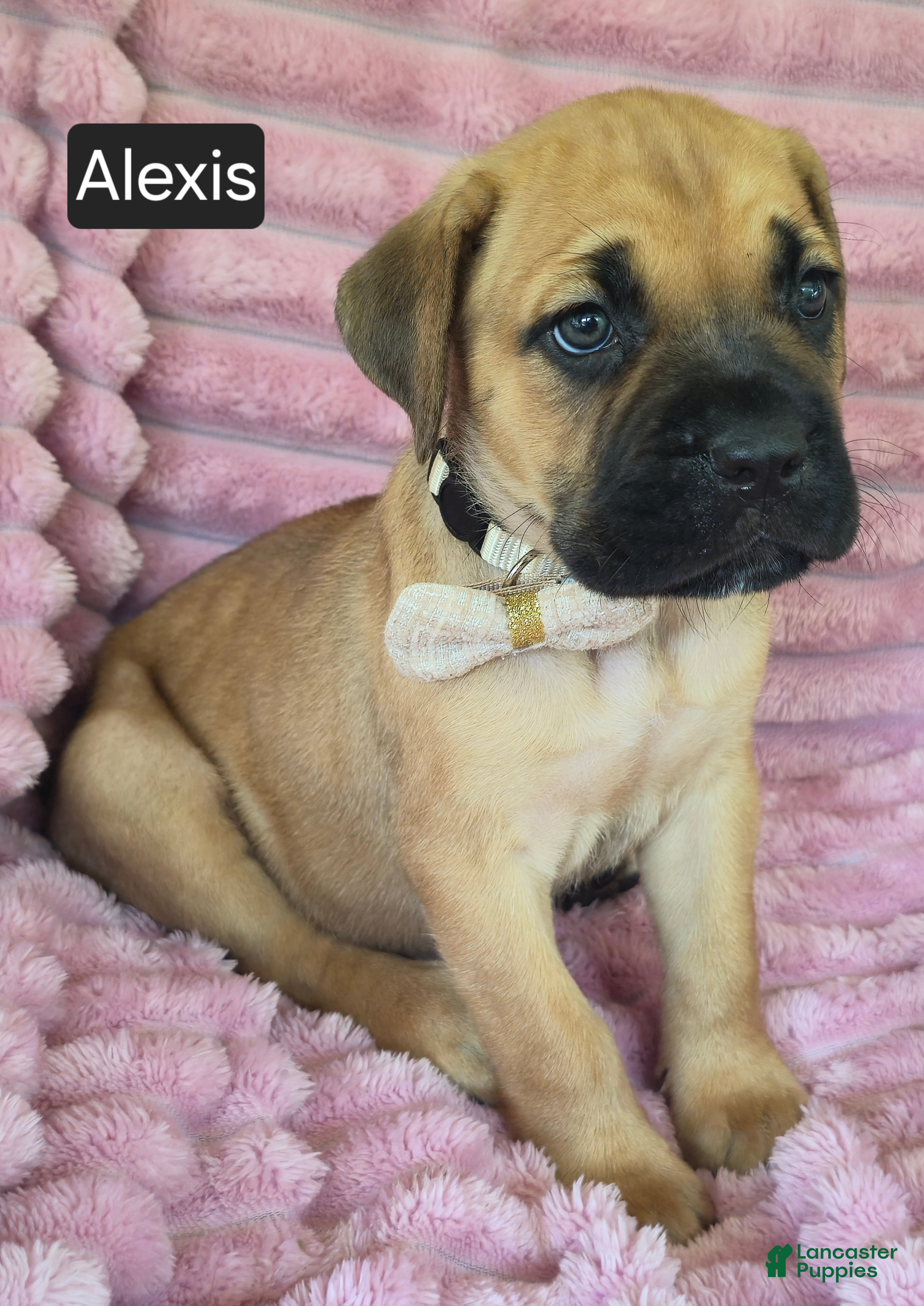 Cane Corso dogs Alexis - Ad 2