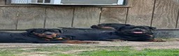Rottweiler dogs for sale: Rottweiler Puppy 1 - Ad 8