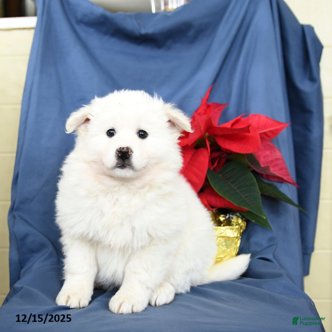 Mixed Breed dogs for sale: Coconut - Ad 2