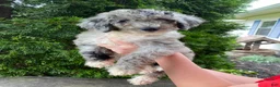Aussiedoodle dogs for sale: Aussiedoodle 3 - Ad 2