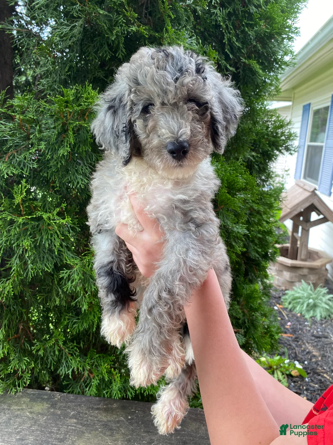 Aussiedoodle dogs for sale: Aussiedoodle 3 - Ad 2