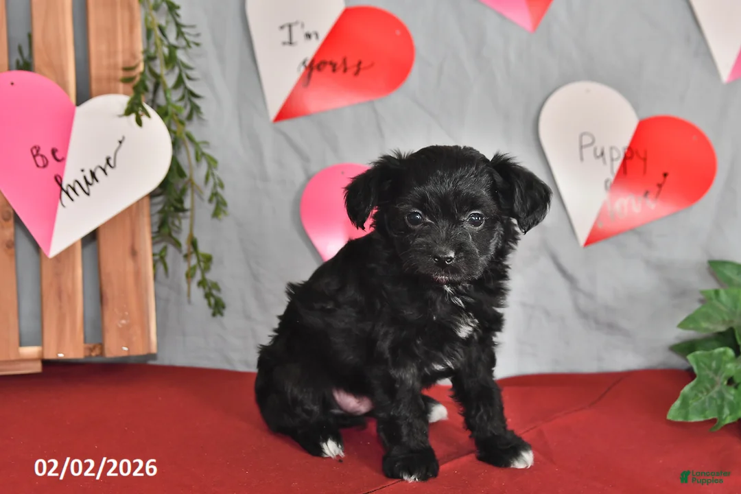 Mixed Breed dogs for sale: Eclipse - Ad 2