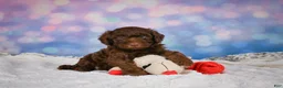 Mini Goldendoodle dogs for sale: Benji - Ad 4