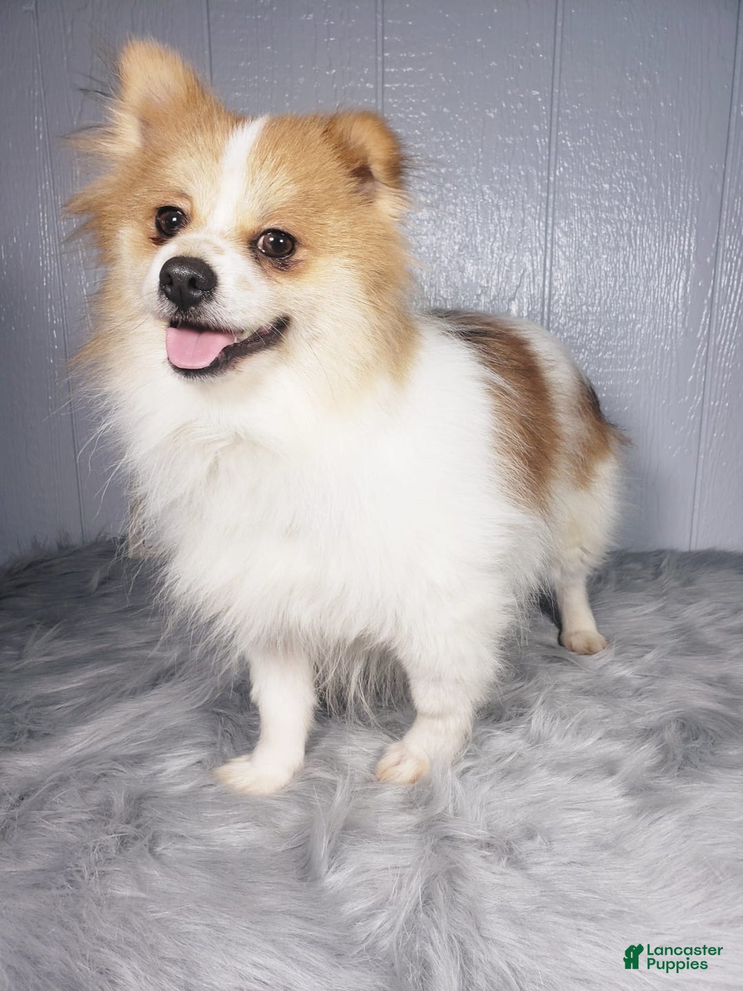 Gallery Image {{count}}