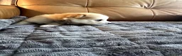 Mixed Breed dogs for sale: Chunk - Boy - Ad 10