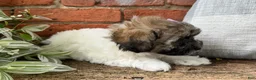 Havapoo dogs for sale: Mocha - Ad 6