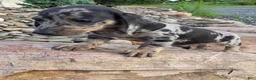 Miniature Dachshund dogs for sale: Jazz - Ad 4