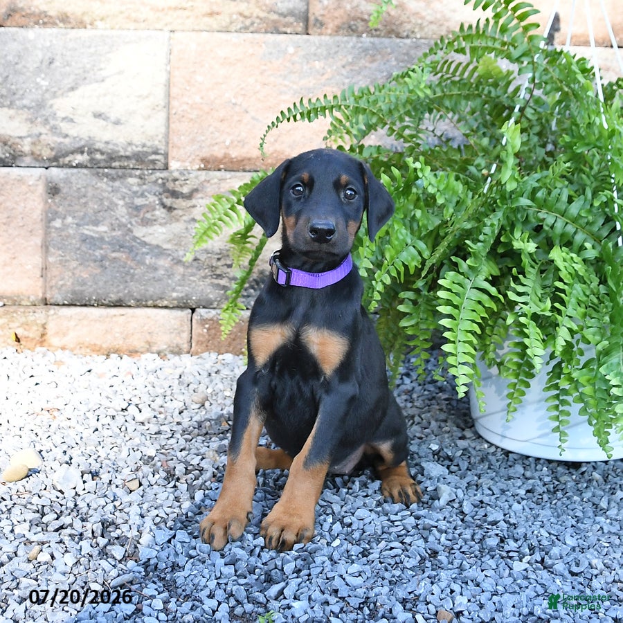 Doberman Pinscher dogs Poppy - Ad 1