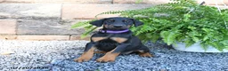Doberman Pinscher dogs for sale: Poppy - Ad 1