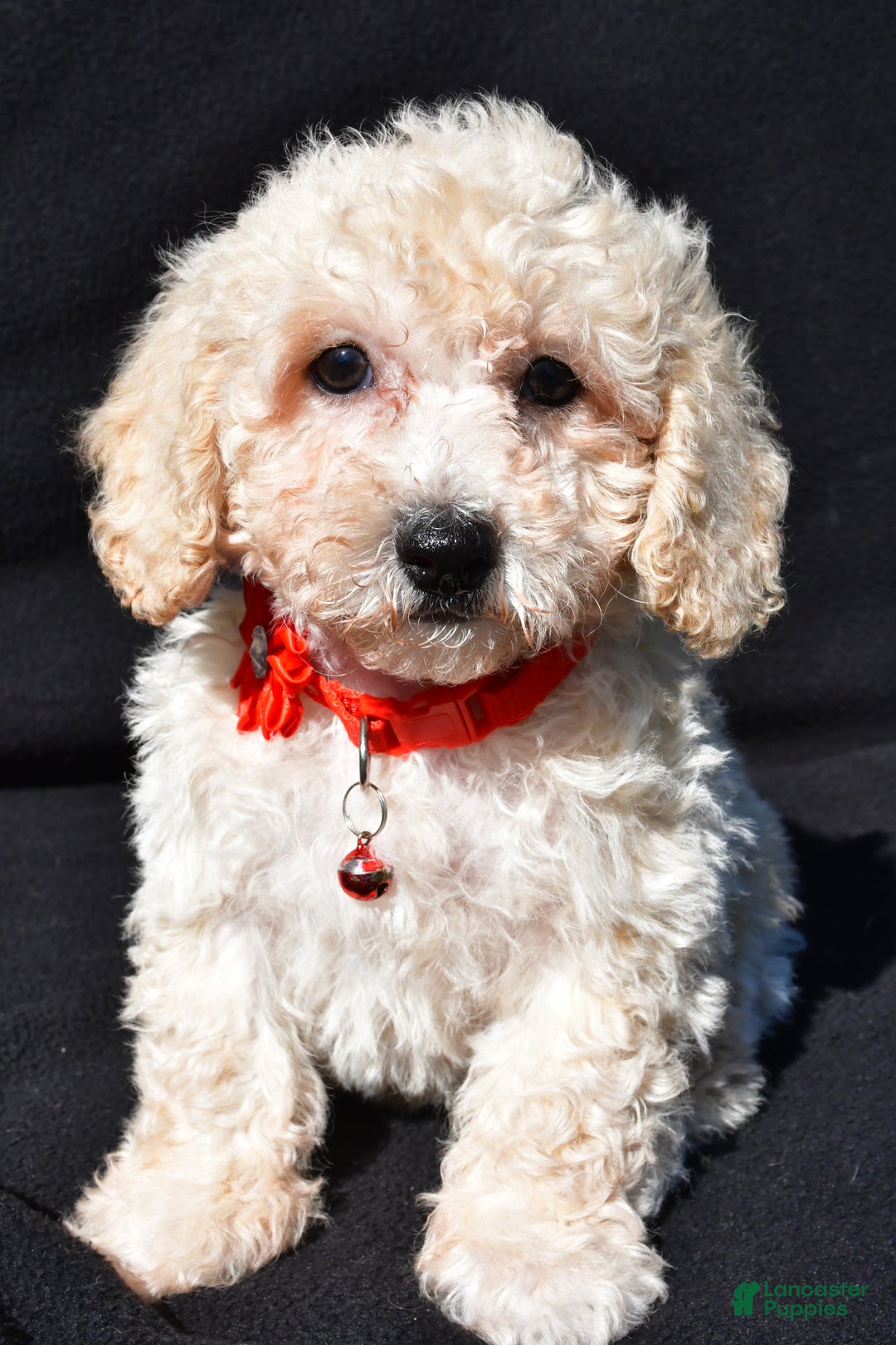 Bichpoo dogs for sale: Tango - Ad 7