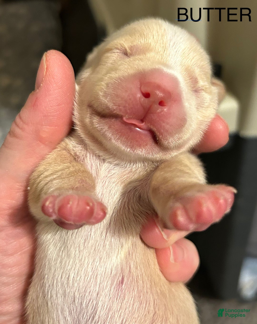 Miniature Dachshund dogs for sale: Butter  - Ad 1