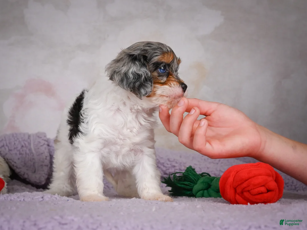 Cavapoo dogs for sale: Molly - Ad 18
