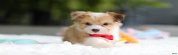Mixed Breed dogs for sale: Milo - Ad 13