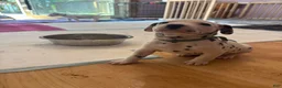 Dalmatian dogs for sale: Dalmatian 7 - Ad 5