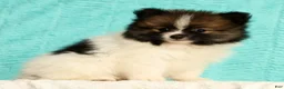 Pomeranian dogs for sale: Michael - Ad 4